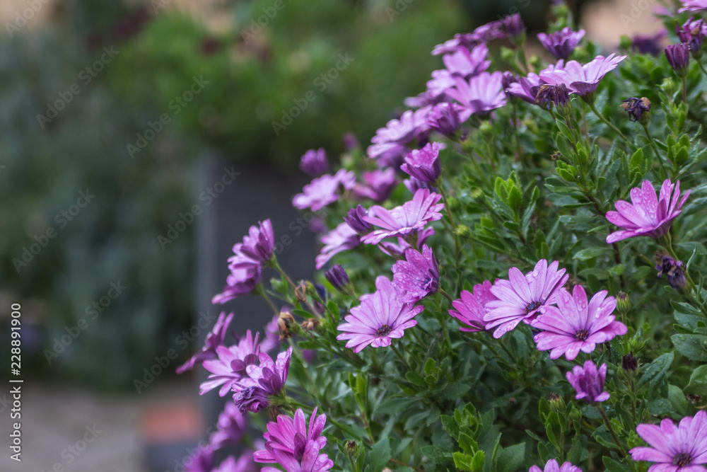 Obraz premium Lila Blume im Herbst