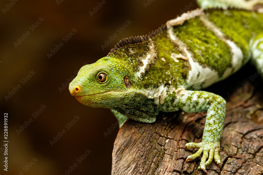 Fototapeta premium Fijian crested iguana (Brachylophus vitiensis) on Viti Levu Island, Fiji