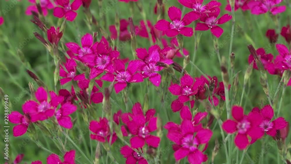 Hardy Geraniums Magenta flowers plant in a garden. Hardy Geraniums Magenta flowers plant in a garden.