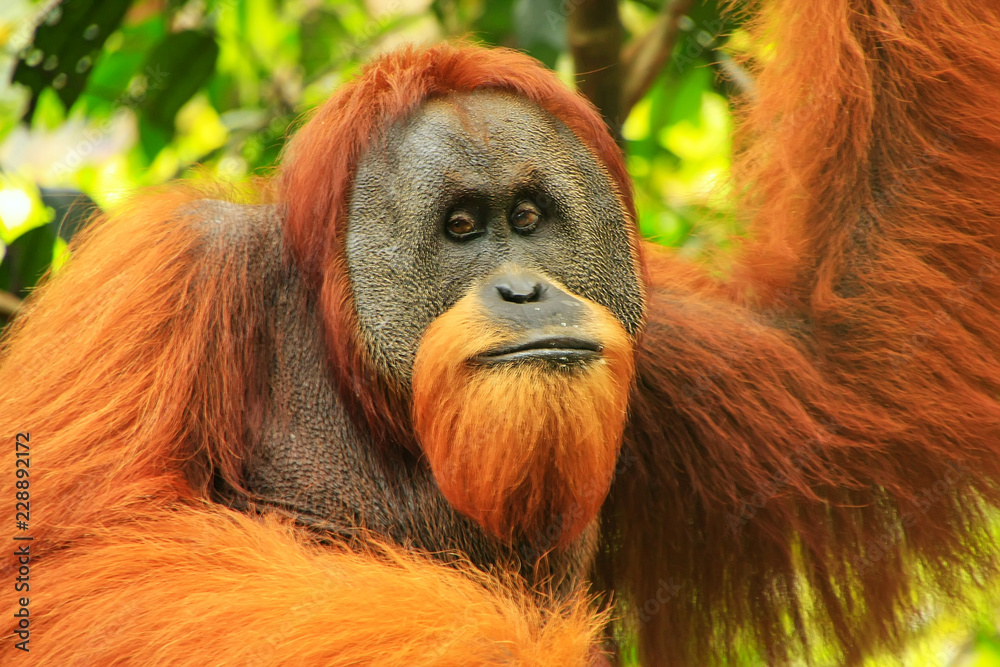 Fototapeta premium Portrait of male Sumatran orangutan in Gunung Leuser National Park, Sumatra, Indonesia
