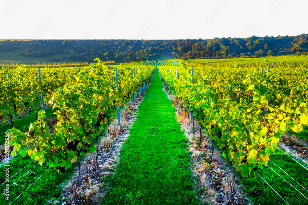 Sussex, england, united kingdom, wine growing region, looking down two rows of grape vines in a vineyard with lines of ripe red grapes on the vines, green grass is in the middle