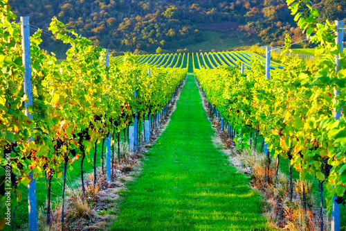Sussex, england, united kingdom, wine growing region, looking down two long rows of grape vines in a vineyard with lines of ripe red grapes on the vines, green grass is in the middle photo