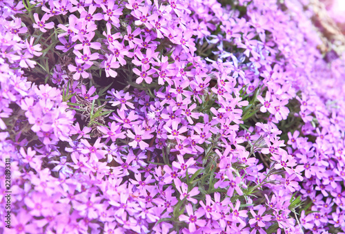 Purple Moss phlox blooms with full frame and lens flare..Purple or violet flower for wallpaper.