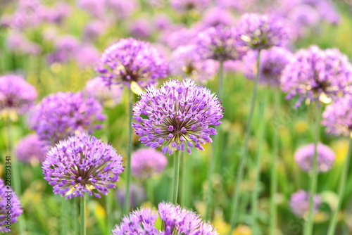 Allium purple field with lens flare and full frame  for wallpaper and post card.