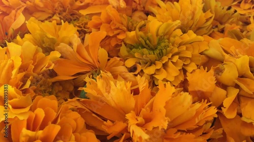 Authentic cempasuchitl flowers for the day of the dead in Mexico photo