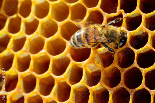 Macro photo of honey bee on honeycomb. © kosolovskyy