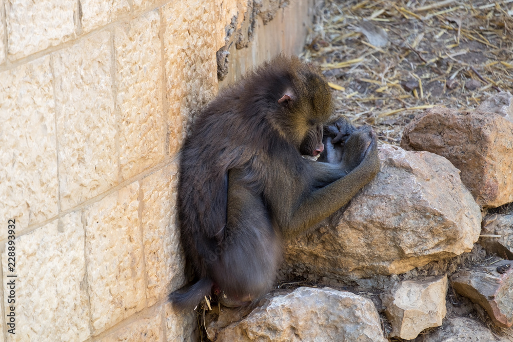Mandrill (Mandrillus sphinx) is a primate of the Old World monkey (Cercopithecidae) family