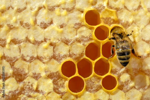 Bee in a beehive on honeycomb with copyspace. Bee turns nectar into fresh and healthy honey. Concept of beekeeping.