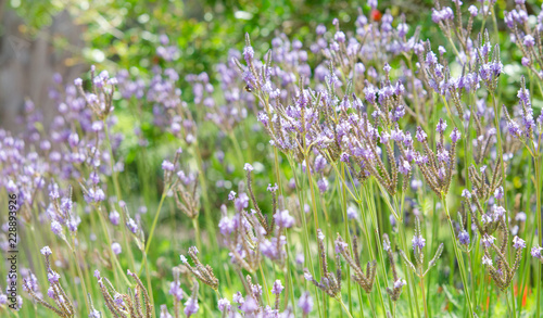 Lavender garden