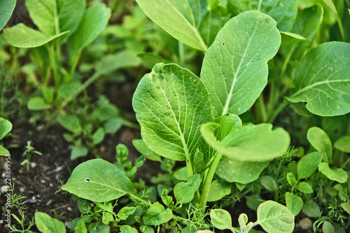 Wallpaper Mural Many fresh Choi sum also Choy sum or "Cai Xin" on field..Green leaf vegetables for Asian cuisine Torontodigital.ca