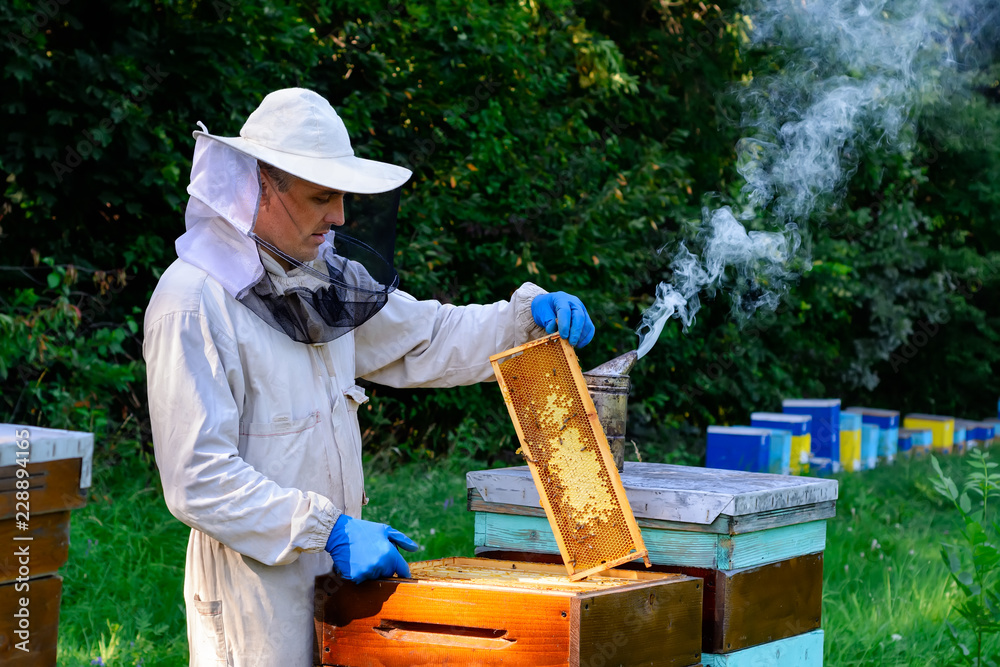 Beekeeper in protective workwear inspecting frame at apiary. The beekeeper holds a honeycomb with fresh honey in his hands. Beekeeper in protective workwear inspecting frame at apiary. The beekeeper holds a honeycomb with fresh honey in his hands.