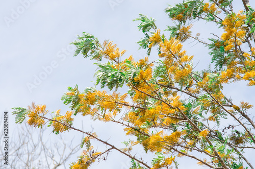 Acacia dealbata tree with yellow flowers