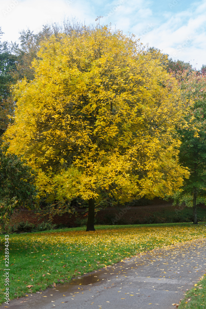 Obraz premium Parc en automne