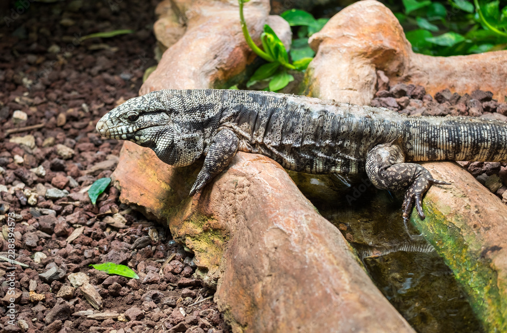 Argentine black and white tegu (Tupinambis merianae), also called the giant tegu Argentine black and white tegu (Tupinambis merianae), also called the giant tegu