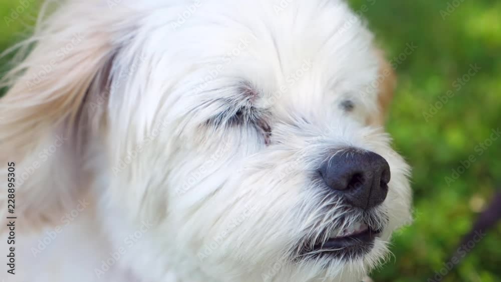 A Slow Motion Shot Of Cute Labradoodle Dog Lying Down On The Grass A Slow Motion Shot Of Cute Labradoodle Dog Lying Down On The Grass