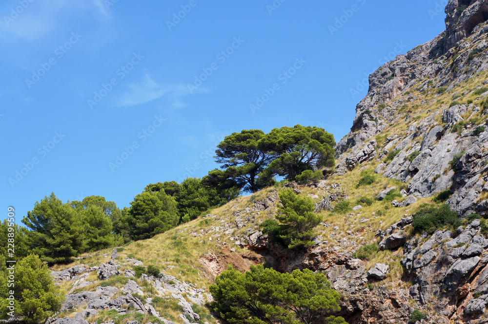 Majestic cliff with trees on the coast of the island of Majorca, Spain Majestic cliff with trees on the coast of the island of Majorca, Spain