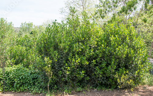 Wallpaper Mural Bay tree Torontodigital.ca