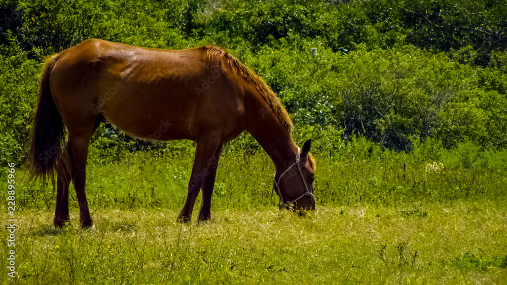 Fototapeta premium Beautiful horses playing on pasture in nature