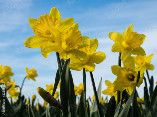 Fototapeta Naklejka Na Ścianę i Meble -  Yellow daffodils growing on a field against blue sky in Skagit Valley, Washington state, USA