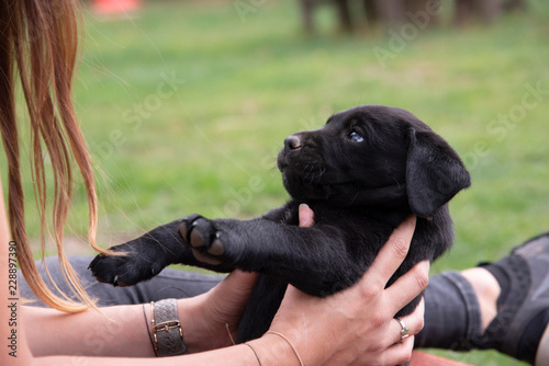 cute little labrador retriever dog puppy outdoors in nature 