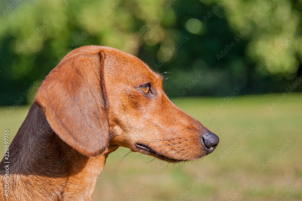 Close-up of the head and neck profile of a short-haired brown dachshund looking away on field, against a blurred green background, enjoying a sunny summer day in the park. Outdoor activity concept