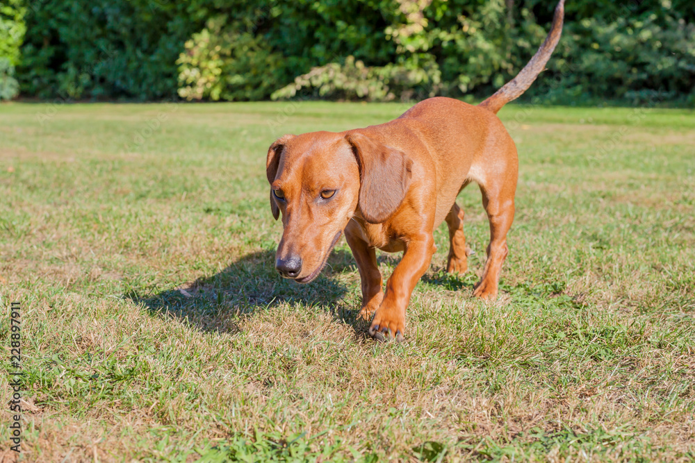 Brown dachshund walking and smelling brown green grass with lush bushes with green foliage in the background, sunny summer day to enjoy in the park Brown dachshund walking and smelling brown green grass with lush bushes with green foliage in the background, sunny summer day to enjoy in the park