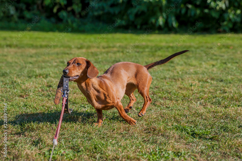 Front view of a brown short hair dachshund jumping and playing on his leash in the field with yellowish green grass with a blurred background, sunny day in the park Front view of a brown short hair dachshund jumping and playing on his leash in the field with yellowish green grass with a blurred background, sunny day in the park