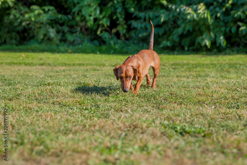 Brown short-haired dachshund sniffing the green grass in the field with a bushes in the blurred green background, sunny day in the park. Front view