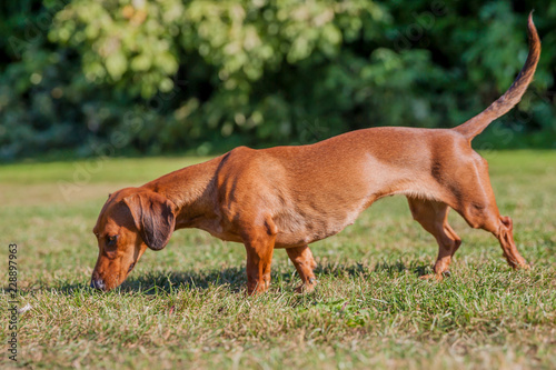 Closeup of a brown short haired dachshund smelling the yellowish green grass with green vegetation in the blurred background, sunny day in the park
