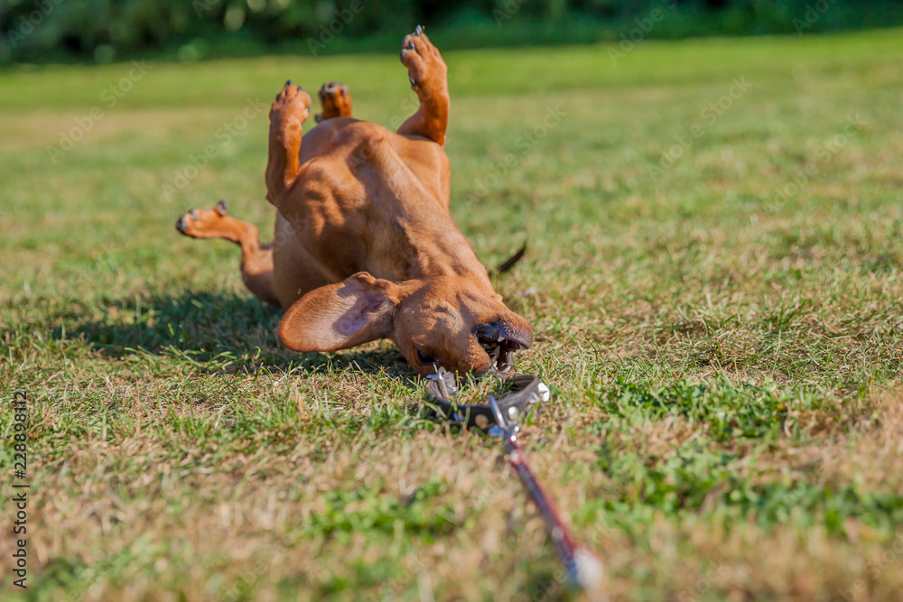 Obraz premium Female short-haired brown dachshund lying on his back on yellowish-green grass, trying to bite his leash with a blurred background, a sunny summer day in the park. Space for text