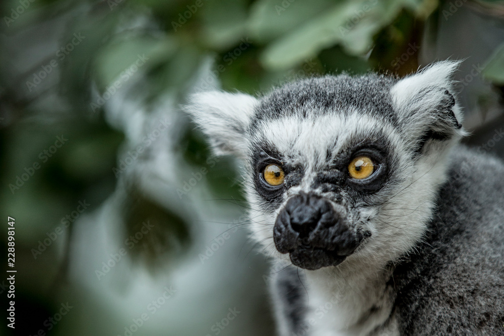 Fototapeta premium Close-up of the head of a lemur with gray and white fur, light brown eyes, a fixed gaze looking at the camera, green blurred background, sunny day in a nature reserve. Space for taext