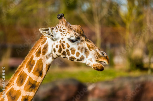 Close-up of the profile of the head and neck of a giraffe against a yellowish-green blurred background, white fur with brown spots, semi-closed eye, sunny day in a nature reserve