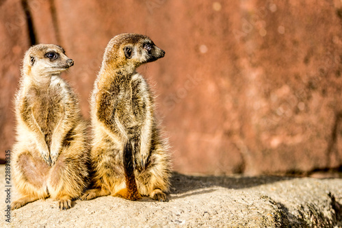 Two full body meerkats sitting on stone attentively looking to the side and their surroundings against an orange stone in the blurred background, brown fur. Animals in wildlife concept. Space for text