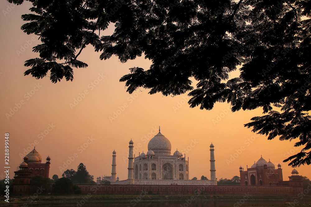 View of Taj Mahal framed by a tree crown at sunset, Agra, Uttar Pradesh, India