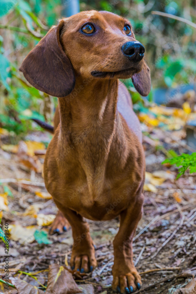 Brown short-haired dachshund standing and looking up, long muscular body with short stubby legs, long snout, floppy ears, wild greenery in blurred background, sunny day in the park