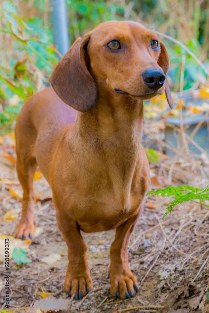 Short-haired brown dachshund standing on trail, long-bodied and muscular with short stubby legs, long snout, floppy ears, wild vegetation in blurred background, sunny day in the park Short-haired brown dachshund standing on trail, long-bodied and muscular with short stubby legs, long snout, floppy ears, wild vegetation in blurred background, sunny day in the park
