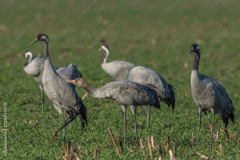 Obraz premium kranichfamilie