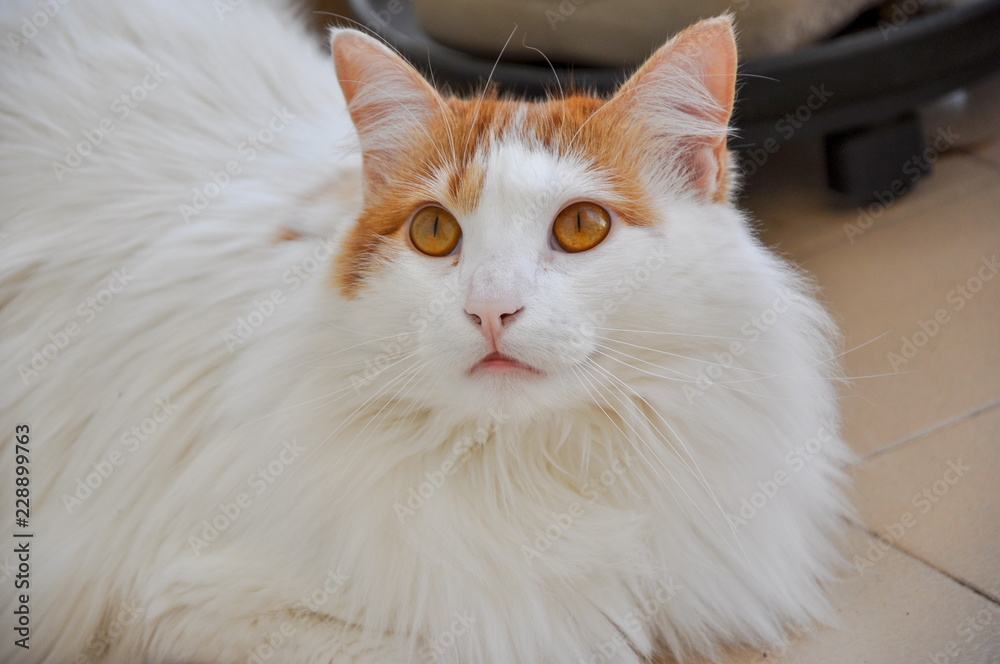 Obraz premium Domestic Cat Photoshoot