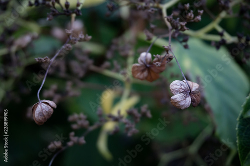 Close up of three dried wild flowers with dark background