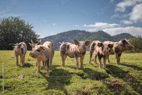 Fotótapéta Group of beautiful family of pigs searching and asking for food looking at camer