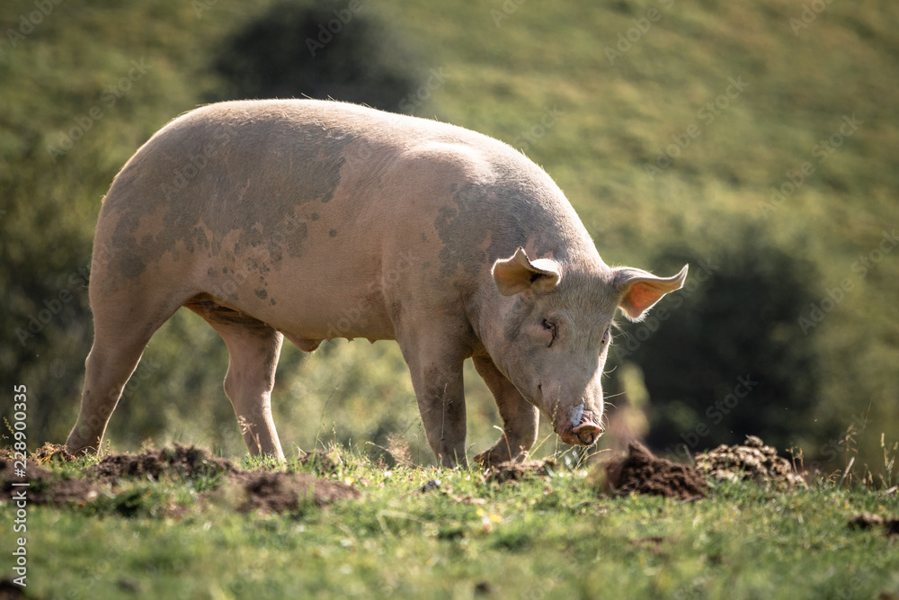 close up of cute hungry pig searching for food looking at camera