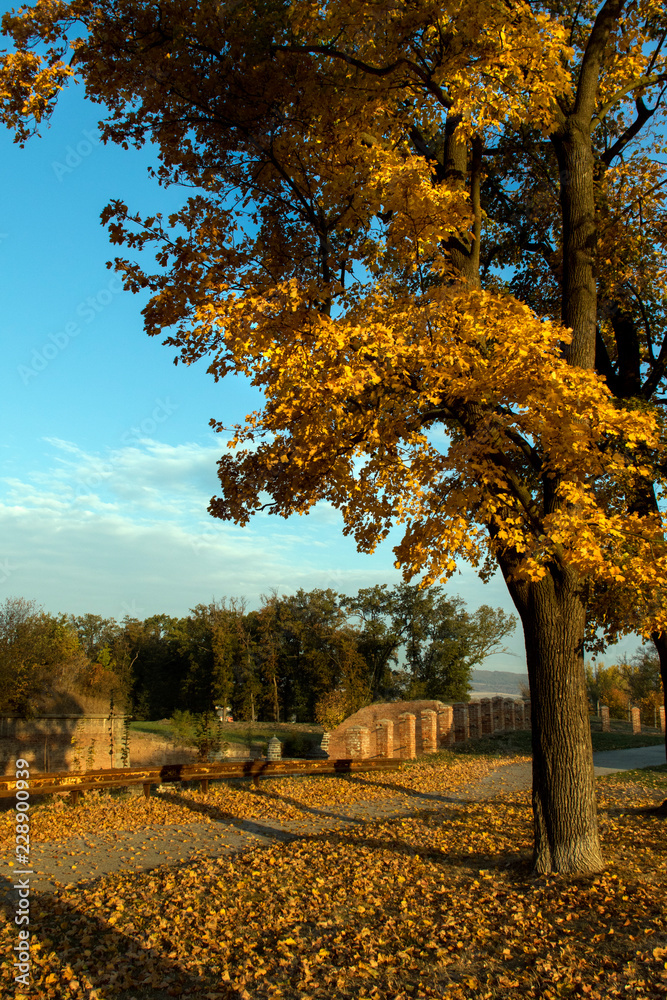 Naklejka premium beautiful autumn landscape with trees
