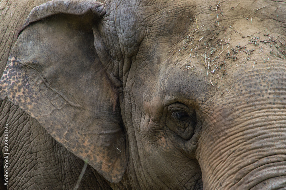 Occhio d'Elefante Occhio d'Elefante