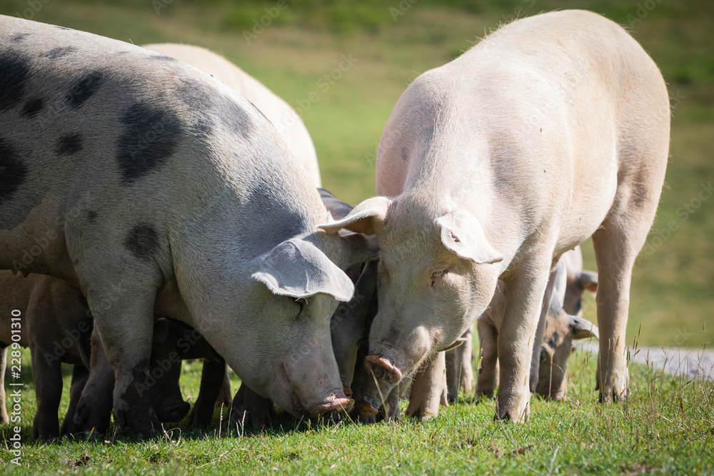 Group of beautiful family of pigs searching and asking for food Group of beautiful family of pigs searching and asking for food