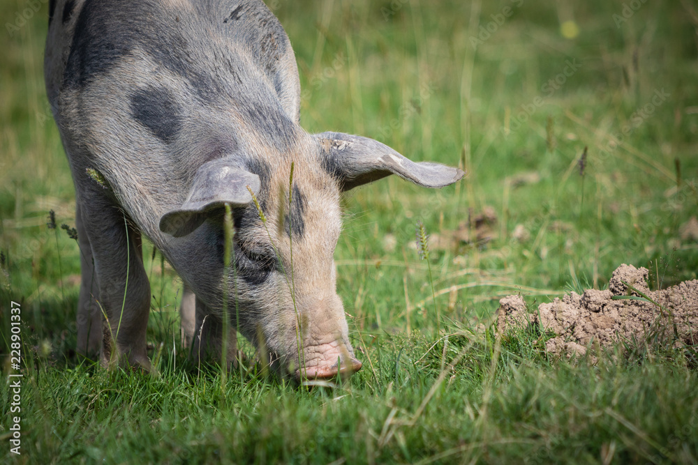 close up of cute hungry pig searching for food looking at camera close up of cute hungry pig searching for food looking at camera