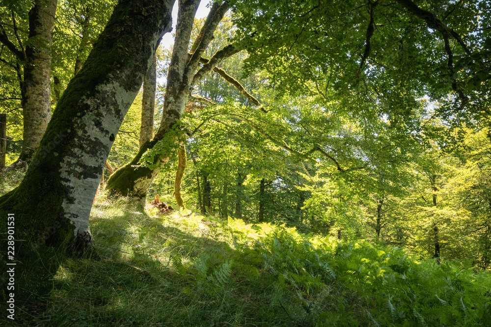 Fototapeta premium green summer forest trees