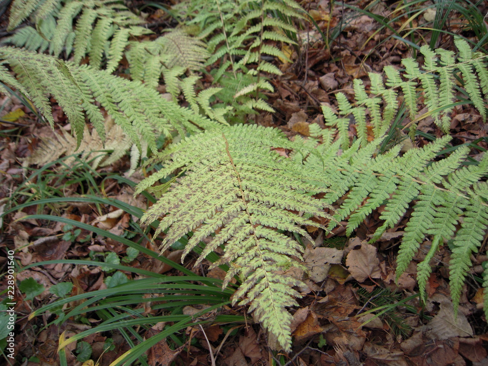 fern, green, nature, plant, leaf, forest, leaves, flora, garden, fern, green, nature, plant, leaf, forest, leaves, flora, garden,