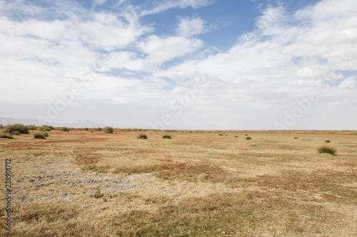 reeds, sky, cloud and sunlight. nature background 