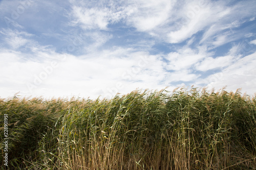 reeds, sky, cloud and sunlight. nature background 
