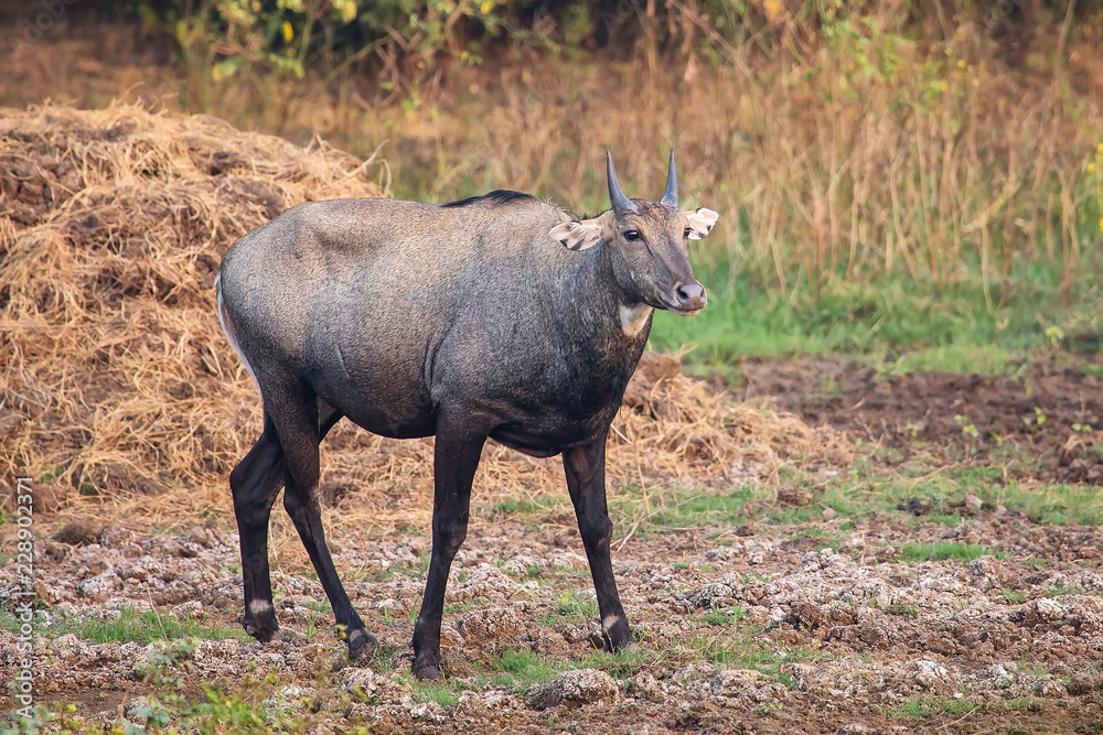 Male Nilgai (Boselaphus tragocamelus) standing in Keoladeo Ghana National Park, Bharatpur, India Male Nilgai (Boselaphus tragocamelus) standing in Keoladeo Ghana National Park, Bharatpur, India